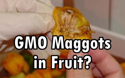 gmo maggots