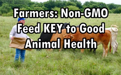 non-gmo animals