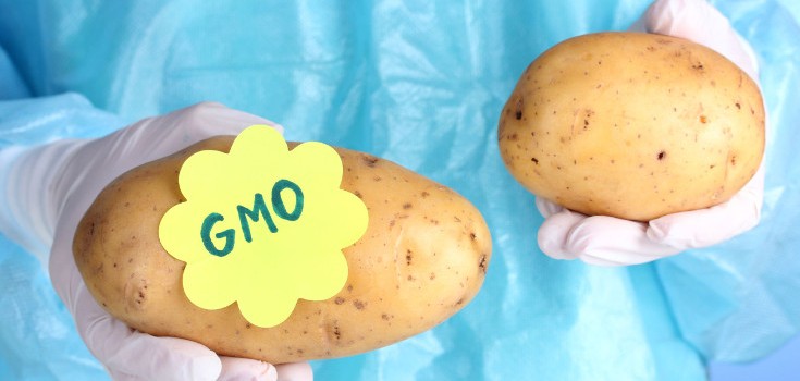 What is the difference between GMO and organic?