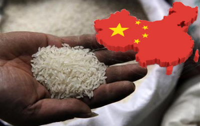 gmo rice China