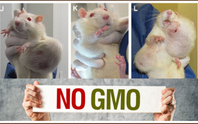 gmo seralini