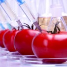 GMO Crops Continually Banned Around the World in Display of Health Freedom GMO Crops Continually Banned Around the World in Display of Health Freedom