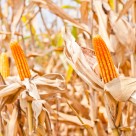 Monsanto’s Fading Grasp – Group Calls on South Africa to Ban GMO Corn Monsanto’s Fading Grasp – Group Calls on South Africa to Ban GMO Corn