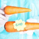 Monsanto Launches Massive Campaign to Stop GMO Labeling Monsanto Launches Massive Campaign to Stop GMO Labeling
