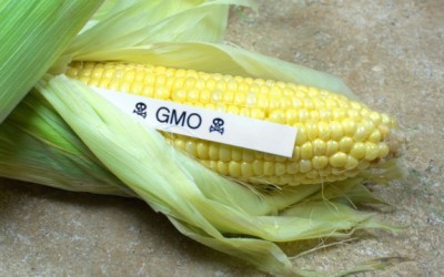 gmo corn