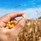 India May Ban GMO Crop Field Trials for 10 Years India May Ban GMO Crop Field Trials for 10 Years