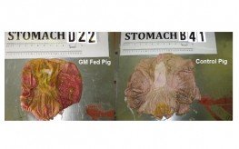 gmopigstudy 263x164 Hard Hitting Report: Pigs Fed GM Diet Experience Significant Health Problems (Photos)