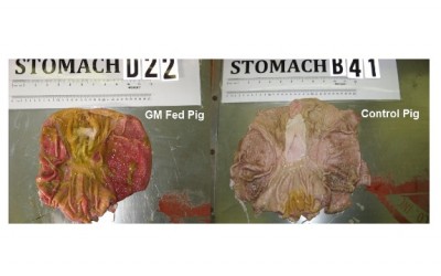 gmo pig study