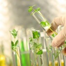 Monsanto GMO Seeds Use to Further Expand Within US Monsanto GMO Seeds Use to Further Expand Within US