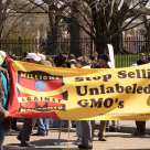 Monsanto Admittedly Influences Colorado GMO Ban, Launches Phony ‘GMO Co-Existence’ Protests Monsanto Admittedly Influences Colorado GMO Ban, Launches Phony ‘GMO Co-Existence’ Protests