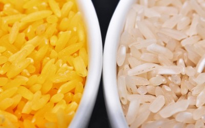 golden rice