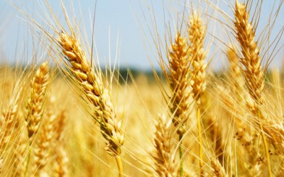 wheat