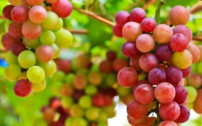 grapes