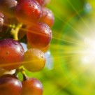 Grape Seed Extract Outperforms Chemo in Killing Advanced Cancer Cells Grape Seed Extract Outperforms Chemo in Killing Advanced Cancer Cells