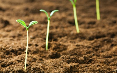 grow-your-own-sprouts