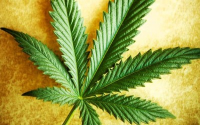 hemp