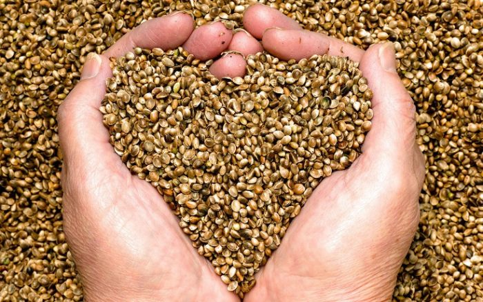 hemp seeds