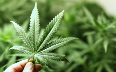 hemp colorado