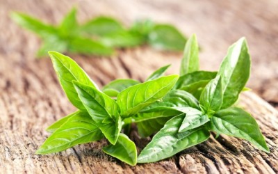 green herb