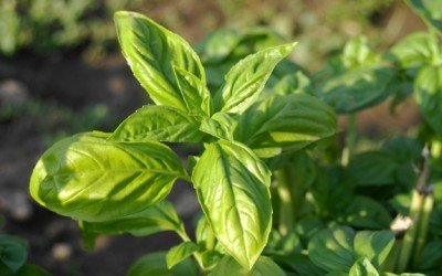 holy basil