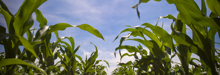 how-to-ban-gmos-natural-society