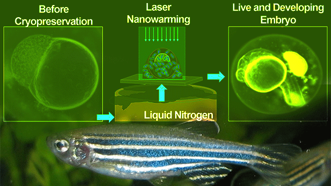 Researchers In U.S. Revive Cryogenically Frozen Life