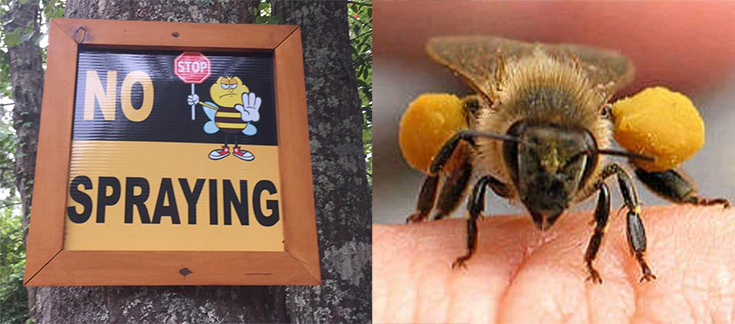 image-bees-14199223-735-324