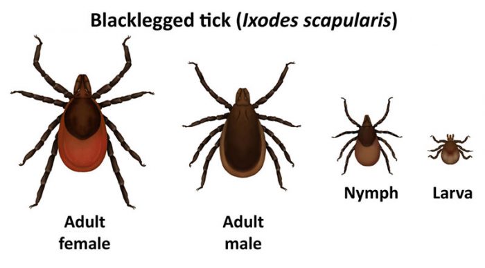 image-blacklegged-tick-family