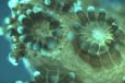 Video: Coral Reefs Caught 'Dancing' with High-Tech Microscope