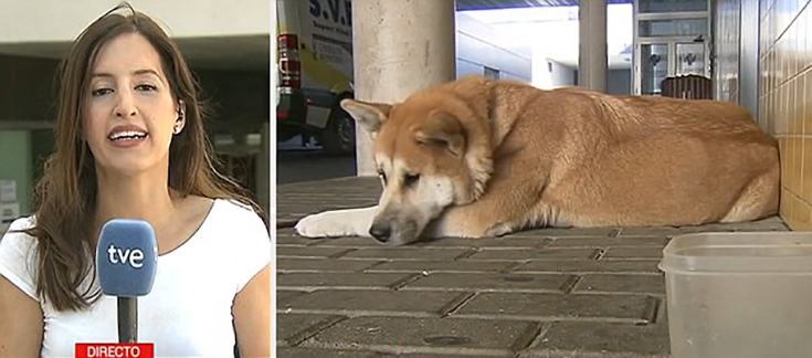 image-dog-wait-owner-1472904728686-735