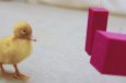 Study: Ducks May Be Able to Think in an Abstract Manner