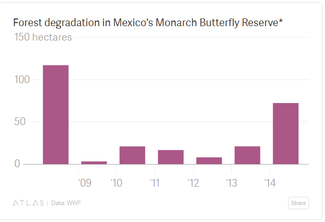 Monarch Butterfly Populations Are Dwindling – Here’s How You Can Help