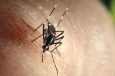 New Zika Case Raises Questions on Transmission