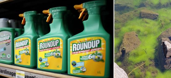 Residents in Florida’s Martin County Rally to Ban Glyphosate