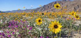 California Desert "Superbloom" is Rare and Beautiful