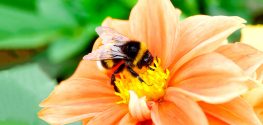 U.S. Bumblebee Gets Federal Protection ... Finally
