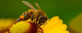 Pesticide Manufacturers' Tests Show Their Products Threaten Bees