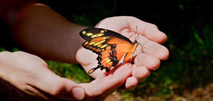 monarch butterfly