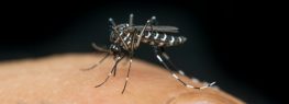 GMO Mosquito Trial Approved in the Florida Keys