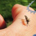 gm mosquitoes and zika