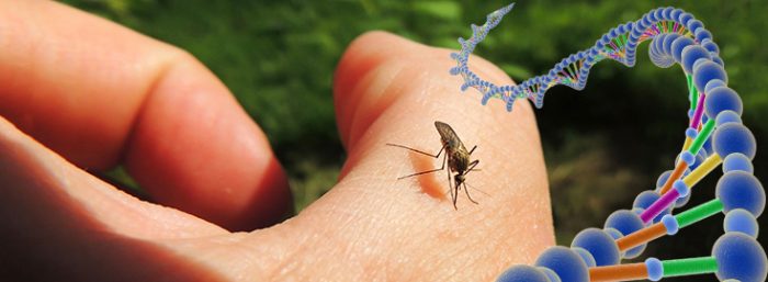 gm mosquitoes and zika