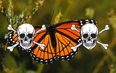 monarch butterfly