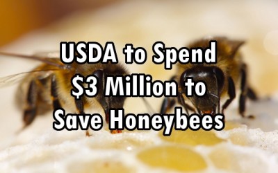 honeybees