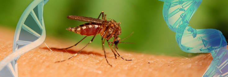 insect_mosquito_dna_735_250