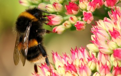 bee pollinating