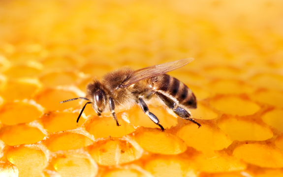 neonicotinoids destroy 600 hives 37 million bees in canada neonicotinoids destroy 600 hives 37 million bees in canada