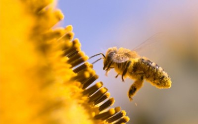 bee pollen