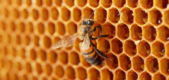 bee