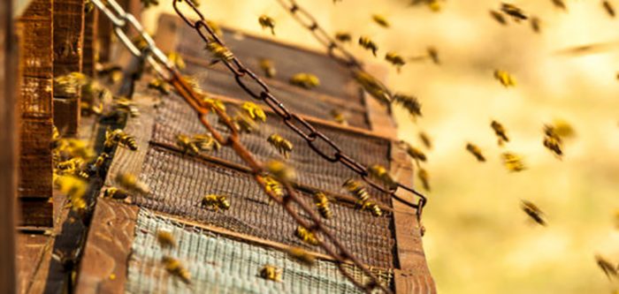 beehive