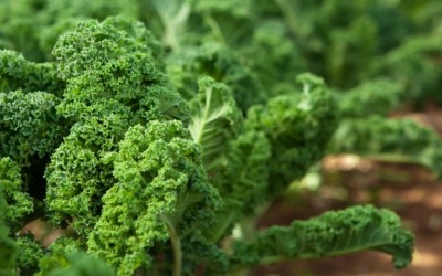 kale in garden
